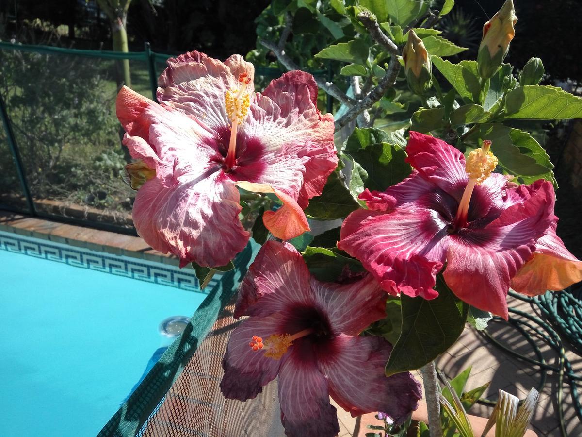 Cape Oasis Guesthouse Bloubergstrand Exterior foto